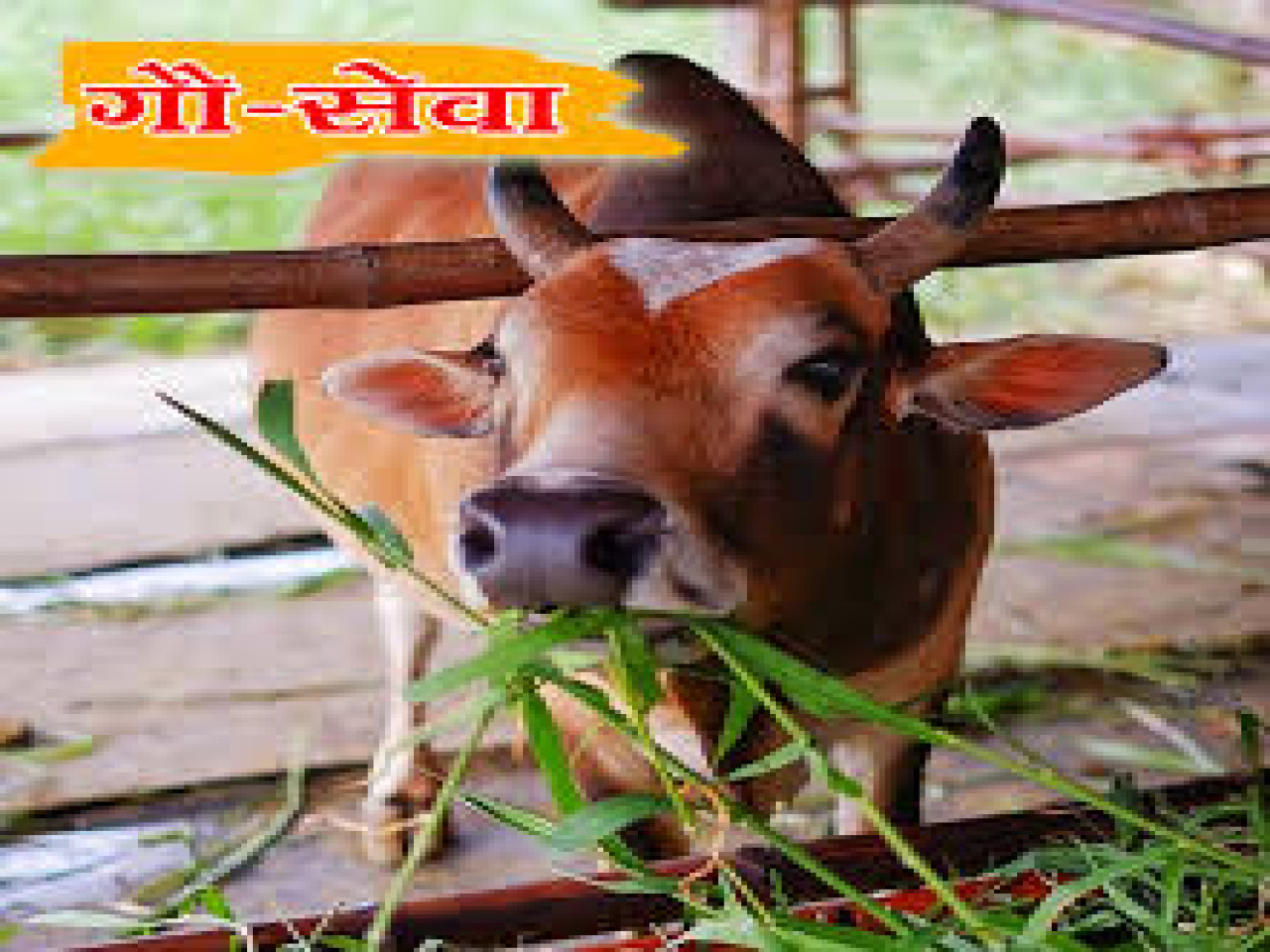 Gau Seva